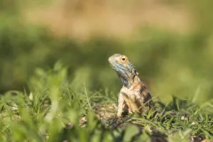 Agama: Ground Agama - breeding males develop the blue throat