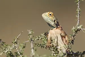 Agama: Ground Agama - breeding males develop the blue throat