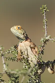 Agama: Ground Agama - breeding males develop the blue throat