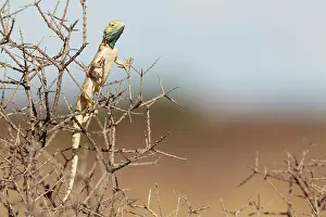 Agama: Ground Agama. Breeding males develop the blue throat