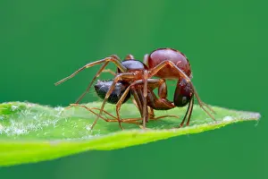 Aculeata: A ground ant-eater spider (Mallinella sp.) prey