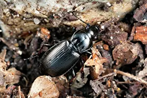 Carabid: Ground Beetle
