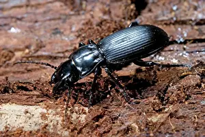Carabid: Ground Beetle