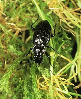 Scare: Ground beetle (Blethsia multipunctata)