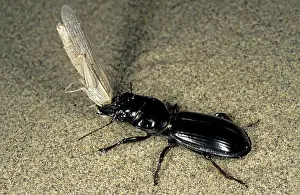 Karakum: Ground Beetle - carrying it's grasshopper prey