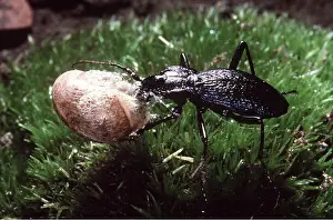 Pascal Goetgheluck: GROUND BEETLE - Eating a snail