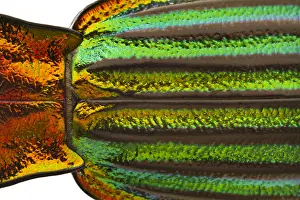 Carabus: Ground Beetle detail of exoskeleton colours Galicia Spa