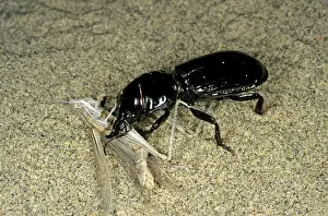Kara: Ground Beetle - with grasshopper prey
