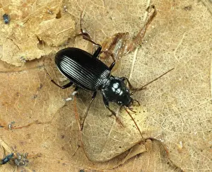 Carabid: Ground Beetle (Nebria brevicollis)