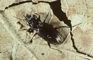 Carabid: Ground Beetle (Notiophilus biguttatus)