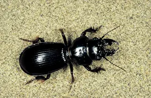 Karakum: Ground Beetle - sand dunes of Central Karakum desert