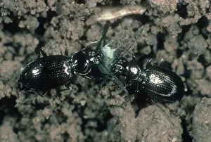 Competition: Ground beetles sharing Aphid