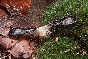 Pascal Goetgheluck: GROUND BEETLES - X2 EATING SNAIL