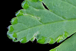 Elder: Ground Elder