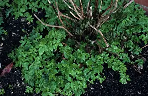 Flowerbed: Ground Elder