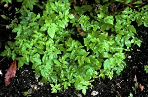Root: Ground elder