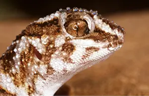 Gecko: GROUND GECKO - C/U HEAD