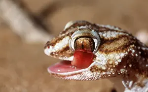 Mouths: GROUND GECKO - HEAD & TONGUE