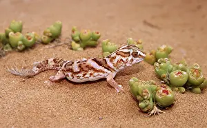 Gecko: GROUND GECKO - ON SAND