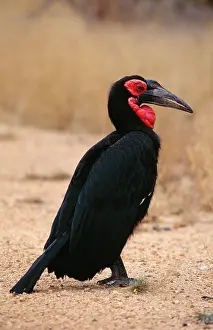 Bucorvus: Ground Hornbill
