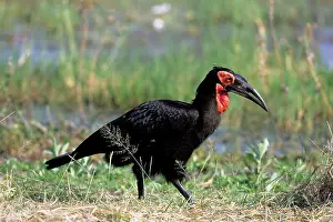 Bucorvus: Ground Hornbill