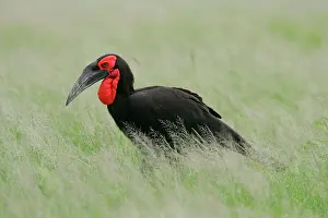 Bucorvus: Ground Hornbill