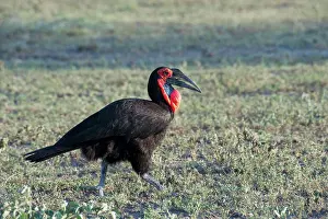 Casque: Ground Hornbill