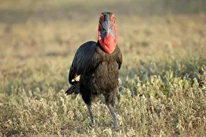 Casque: Ground Hornbill