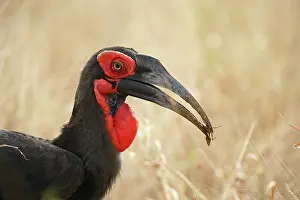Bucorvus: Ground Hornbill