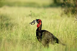Bucorvus: Ground Hornbill