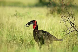 Bucorvus: Ground Hornbill