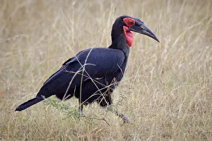 Tockus: Ground Hornbill