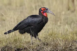 Tockus: Ground Hornbill