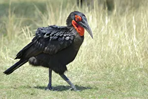 Tockus: Ground Hornbill