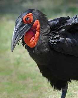 Tockus: Ground Hornbill