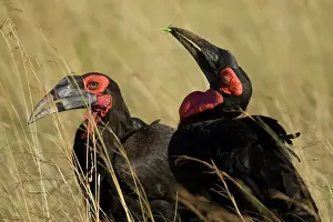 Monogamous: Ground Hornbill, Bucorvus cafer, searching