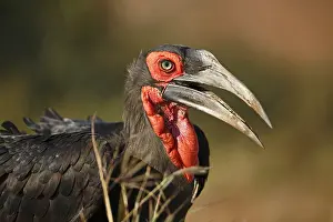 Hornbill: Ground Hornbill (Bucorvus leadbeateri) portrait