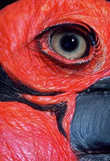 Bucorvus: GROUND HORNBILL - close-up of eye