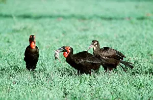 Hornbill: GROUND HORNBILL FAMILY - with frog