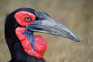 Bucorvus: GROUND HORNBILL - female, close-up of head