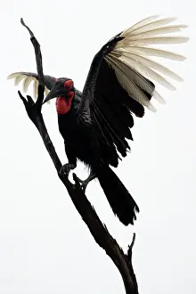 Bucorvus: Ground Hornbill - Landing on tree