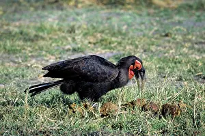 Bucorvus: Ground HORNBILL - side view, on grass