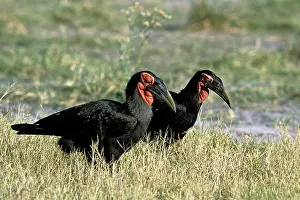 Bucorvus: Ground HORNBILL - X2, side view