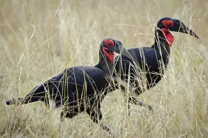 Hornbills: Ground Hornbills