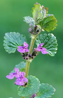 Hederacea: Ground-ivy