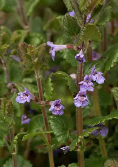 Hederacea: Ground Ivy