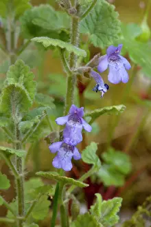 Hederacea: Ground ivy