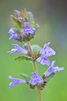 Lamiaceae: Ground Ivy