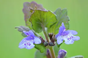 Lamiaceae: Ground Ivy