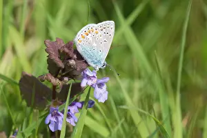 Extracting: Ground Ivy